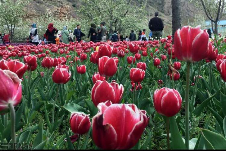 آسارا روی هوا / پلمب جشنواره لاله‌ها